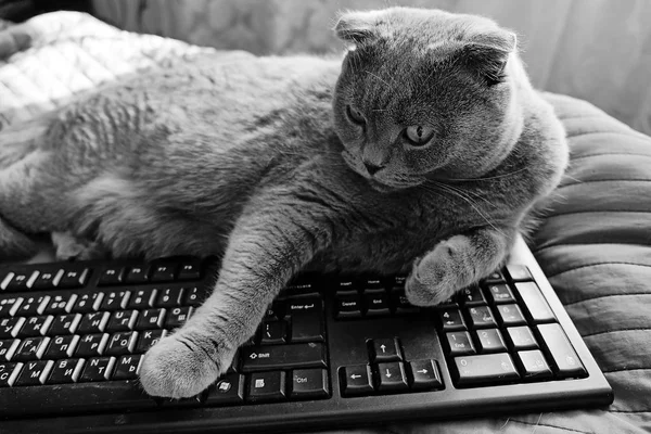 Beautiful portrait of a Scottish fold cat — Stock Photo, Image