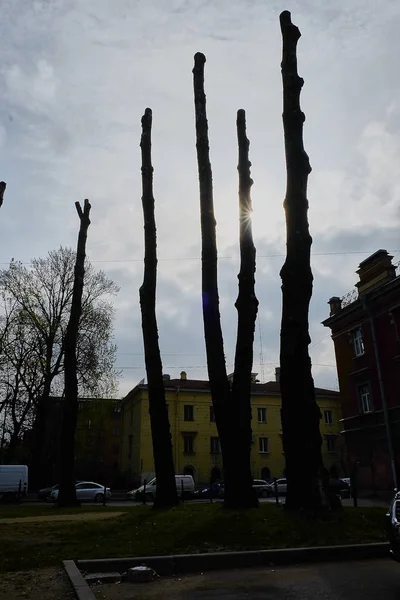 Деревянные стволы в подсветке — стоковое фото