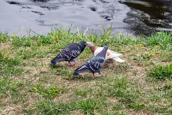 Three pigeons by the river — Stock Photo, Image