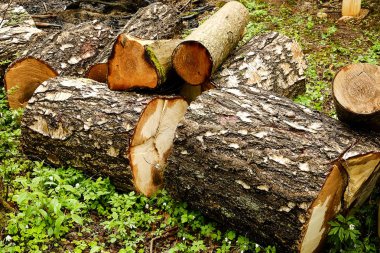 Huş ağacı ormanda günlüğe kaydeder.
