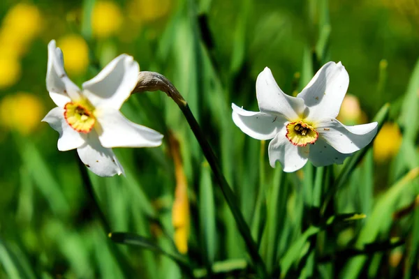 Hermosas flores en la luz del sol, el fondo —  Fotos de Stock