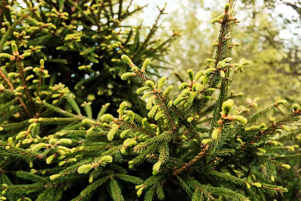 Beau sapin pelucheux — Photo