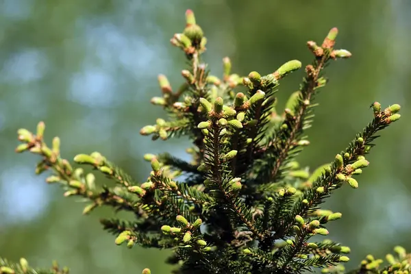 Beau sapin pelucheux — Photo