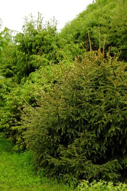 güzel kabarık köknar