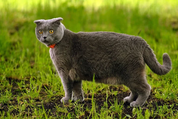 Hermoso retrato de un escocés plegable gato —  Fotos de Stock