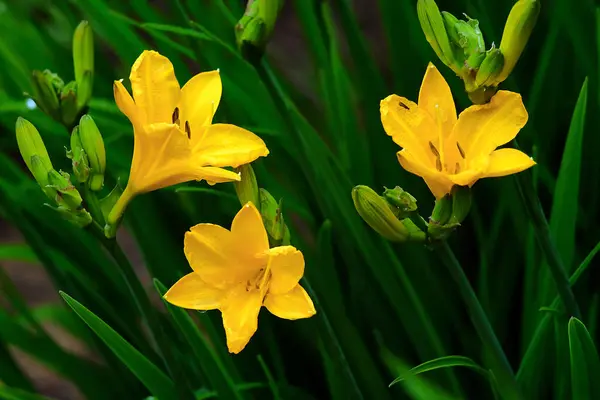 Красивые цветы в солнечном свете, фон — стоковое фото