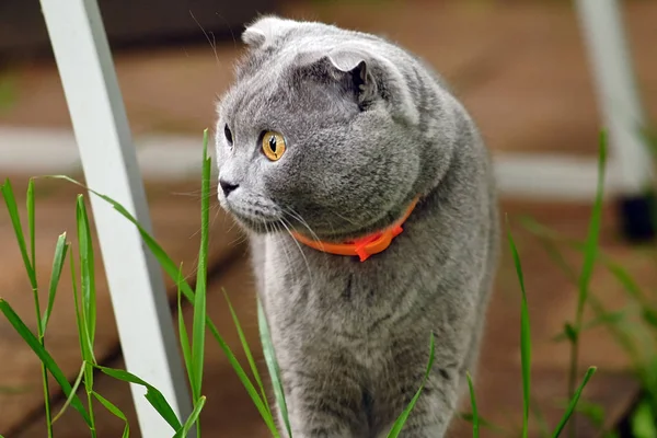 Красивый портрет шотландской складной кошки — стоковое фото
