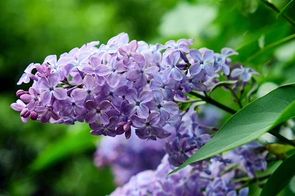 beautiful flower of lilac