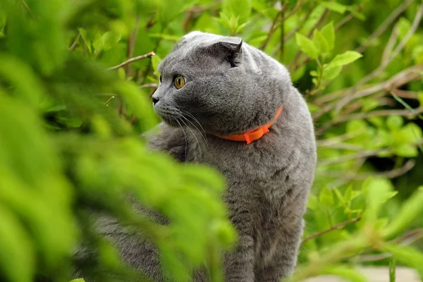 Belo retrato de um gato de dobra escocesa — Fotografia de Stock