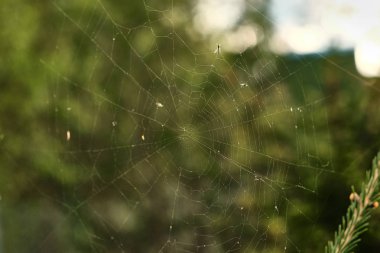 Web üzerinde şube böcekler ile