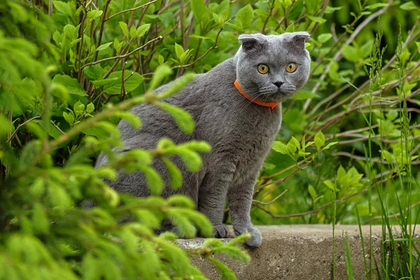 Hermoso retrato de un escocés plegable gato —  Fotos de Stock