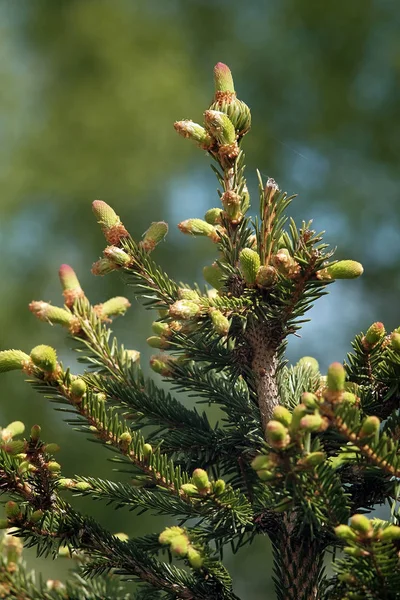 Beau sapin pelucheux — Photo