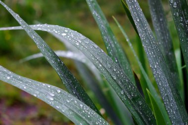 yeşil yaprakların arkaplanı