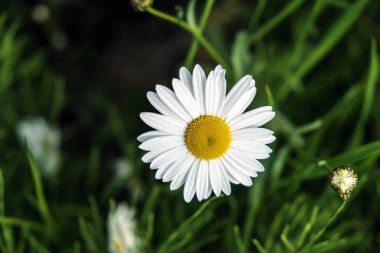 papatya çiçeği kapatın