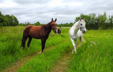 bir alandaki zarif beyaz at