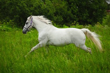 bir alandaki zarif beyaz at