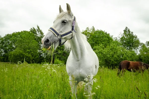 Χαριτωμένη λευκό άλογο σε έναν τομέα — Φωτογραφία Αρχείου