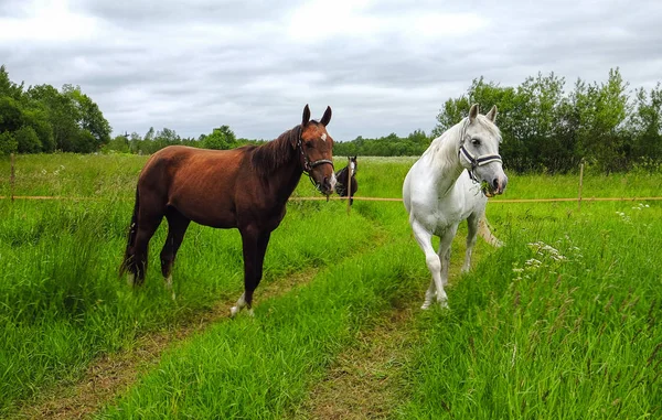 bir alandaki zarif beyaz at