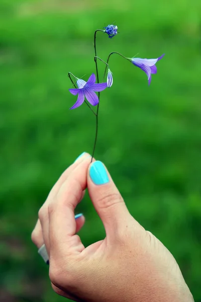 flower bell in hand