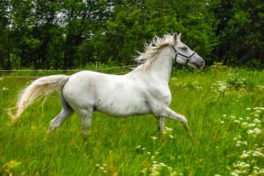 bir alandaki zarif beyaz at