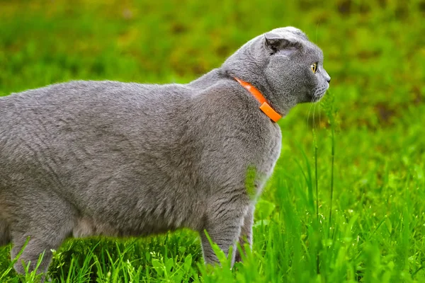 Belo retrato de um gato de dobra escocesa — Fotografia de Stock