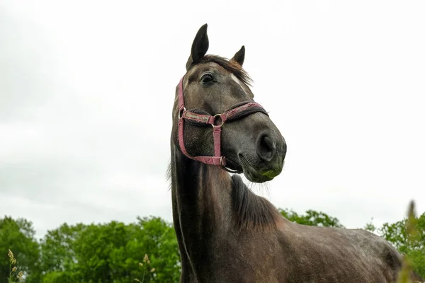 Черная лошадка на поле — стоковое фото