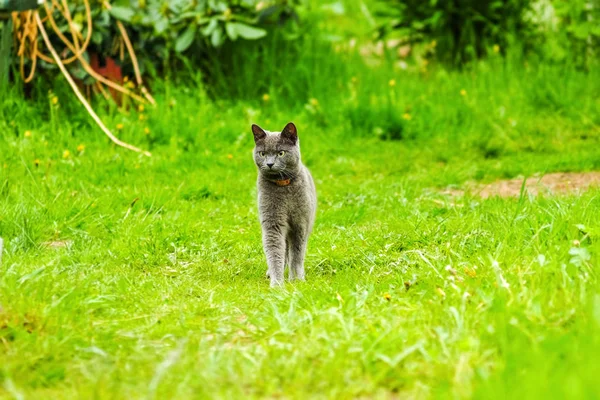 Beautiful portrait of a Scottish fold cat — Stock Photo, Image