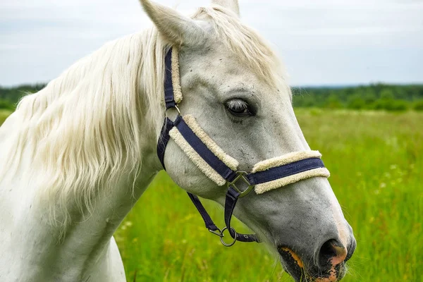 Cavalo branco gracioso em um campo — Fotografia de Stock