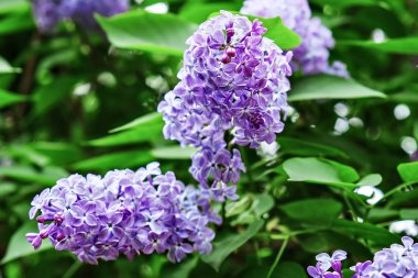 güzel çiçek leylak