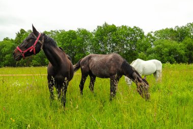 zarif siyah at alanında