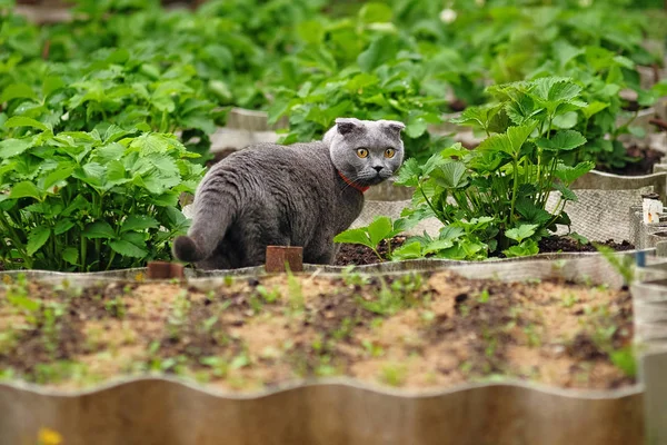 スコットランドの猫の美しい肖像画 — ストック写真