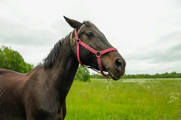 Χαριτωμένο μαύρο άλογο στο πεδίο — Φωτογραφία Αρχείου
