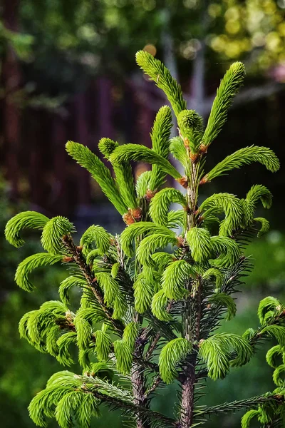 Beau sapin pelucheux — Photo