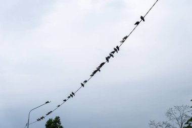 Elektrik telleri üzerinde kuşlar