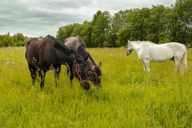 zarif siyah ve beyaz at alanında