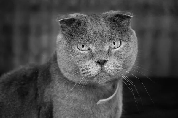 Prachtig portret van een Schotse vouwkat — Stockfoto