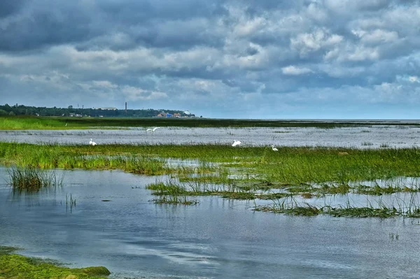 Storks on the sea — Stock Photo, Image