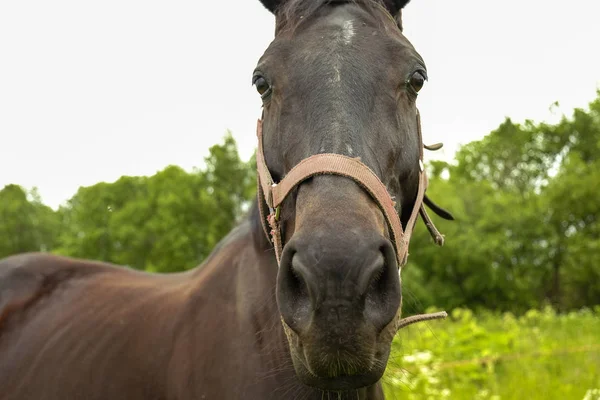 フィールドで優雅な黒い馬 — ストック写真