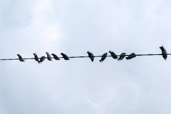 Aves em fios eléctricos — Fotografia de Stock