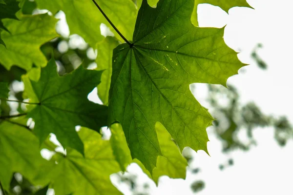 yeşil yaprakların arkaplanı