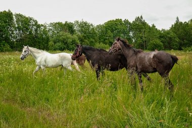 zarif siyah ve beyaz at alanında