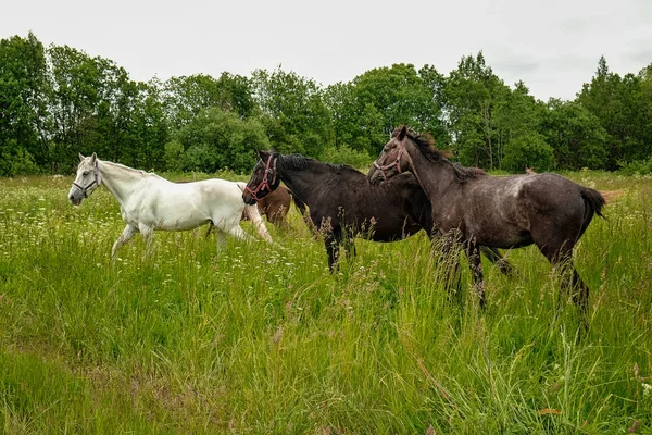 zarif siyah ve beyaz at alanında
