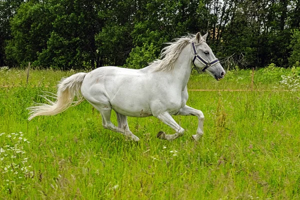 Gracieux cheval blanc dans un champ — Photo