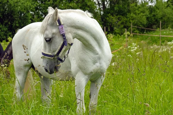 Грациозный белый конь в поле — стоковое фото