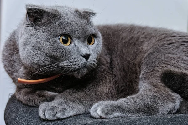 Bir İskoç fold kedi portresi