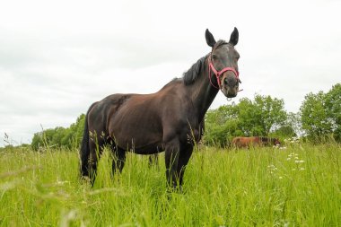 zarif siyah at alanında
