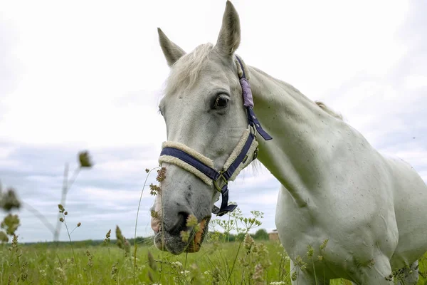 Χαριτωμένη λευκό άλογο σε έναν τομέα — Φωτογραφία Αρχείου