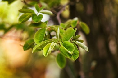 yeşil yaprakların arkaplanı