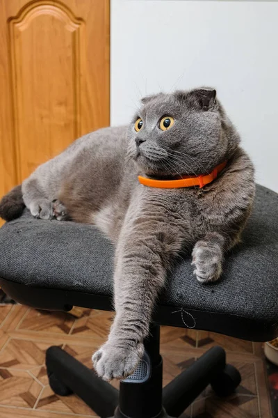 Porträtt av en Scottish fold katt — Stockfoto