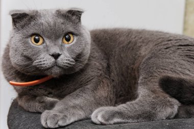 Bir İskoç fold kedi portresi